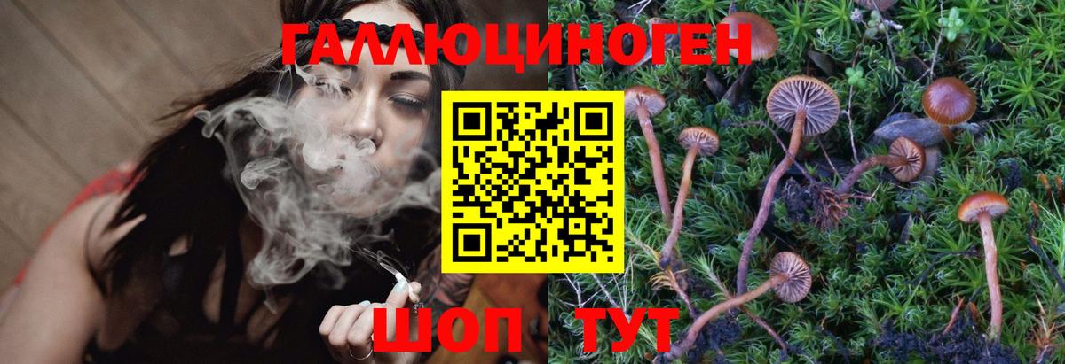 Галлюциногенные грибы Psilocybine cubensis Северодвинск